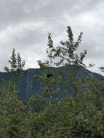 213. Stachelschwein - Mendelhall Gletscher, Juneau, Alaska.jpg