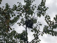 214. Stachelschwein - Mendelhall Gletscher, Juneau, Alaska.jpg