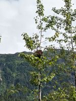 218. Stachelschwein - Mendelhall Gletscher, Juneau, Alaska.jpg