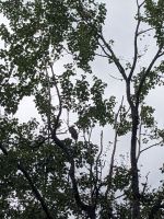 225. Adler - Mendelhall Gletscher, Juneau, Alaska.jpg