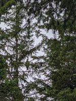 227. Adler - Mendelhall Gletscher, Juneau, Alaska.jpg