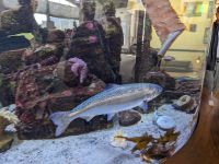 236. Macaulay Salmon Hatchery, Juneau, Alaska.jpg