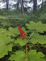 320. Spaziergang in die Ortschaft von Icy Strait Point vom Wilderness Dock.jpg
