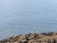 327. Adler - Spaziergang von Icy Strait Point nach Hoonah, Alaska.jpg