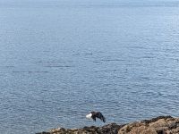 328. Spaziergang von Icy Strait Point nach Hoonah, Alaska.jpg