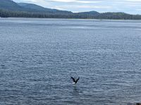 329. Spaziergang von Icy Strait Point nach Hoonah, Alaska.jpg