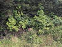 330. Reh - Spaziergang von Icy Strait Point nach Hoonah, Alaska.jpg