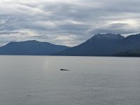 336. Buckelwale - Spaziergang von Icy Strait Point nach Hoonah, Alaska.jpg