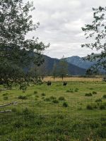 368. Alaska Wildlife Conservation Center, Alaska.jpg