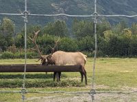 378. Alaska Wildlife Conservation Center, Alaska.jpg