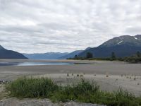 379. Alaska Wildlife Conservation Center, Alaska.jpg