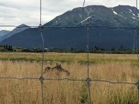 383. Alaska Wildlife Conservation Center, Alaska.jpg