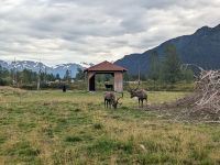 385. Alaska Wildlife Conservation Center, Alaska.jpg