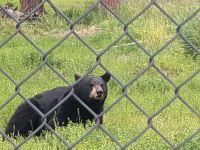 388. Alaska Wildlife Conservation Center, Alaska.jpg