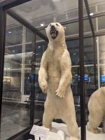 402. Ausgestopfter Eisbär am Flughafen Anchorage,. Alaska.jpg