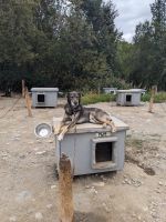 410. Huskyzucht von Martin Buser, Alaska.jpg