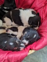 413. Huskyzucht von Martin Buser, Alaska.jpg