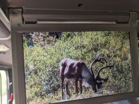 434.  Ausflug in den Denali Nationalpark, Alaska.jpg