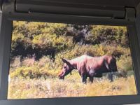 437. Ausflug in den Denali Nationalpark, Alaska.jpg