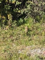 442. Ausflug in den Denali Nationalpark, Alaska.jpg