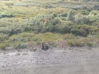 447. Ausflug in den Denali Nationalpark, Alaska.jpg