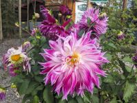 459. Denali Park Village, Hotel am Denali Nationalpark, Alaska.jpg