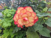 460. Denali Park Village, Hotel am Denali Nationalpark, Alaska.jpg