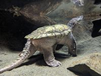 488. Freizeittag in Anchorage - Besuch des Anchorage Museums.jpg