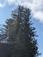 166. Adler - Schiffsausflug Lighthouse, Totems & Eagles, Ketchikan, Alaska.jpg