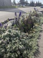 503. Freizeittag - Stadtspaziergang - Blumendisplay  Centennial Park, Anchorage, Alaska.jpg