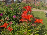 505.  Freizeittag - Stadtspaziergang -Rosengarten im  Centennial Park, Anchorage, Alaska.jpg