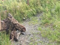 384. Alaska Wildlife Conservation Center, Alaska.jpg