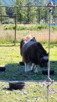 Alaska Wildlife Conservation Center