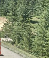 Bergschafe 