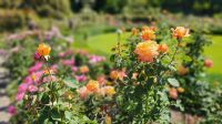 Butchart Gardens Vancouver Island