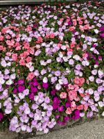 Butcharts Garden