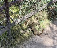 Eichhörnchen