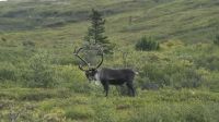 Elch Alaska