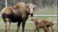 Elchfamilie Alaska