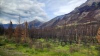 Gebiet um Jasper nach dem Waldbrand 2024