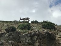 Karibu Alaska