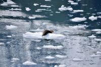 Robbe Alaska