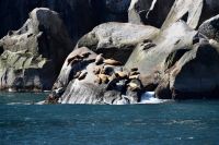 Robben Alaska 