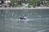 Wal Alaska