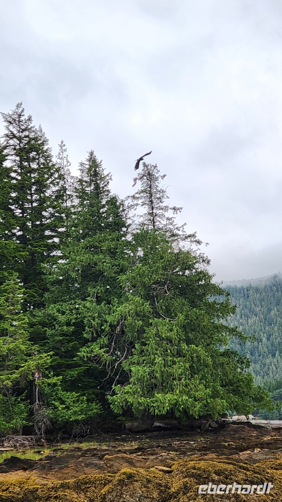 Weißkopfseeadler
