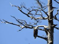 Weißkopfseeadler