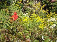 Acadia Nationalpark, Cadillac Mountain