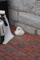 Stadtrundfahrt Toronto