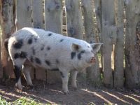 Highland Heritage Center in Iona Kanada - Freilichtmuseum
