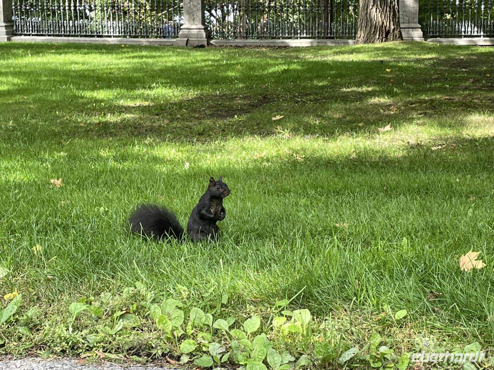 Wir waren nicht die einzigen Besucher des Rideau Park